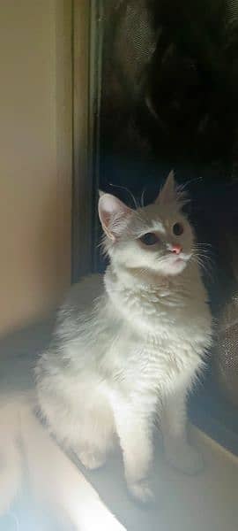 Persian Cat Female 4