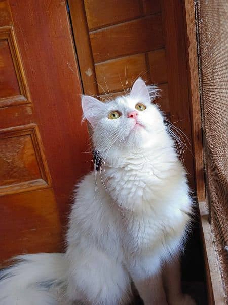 Persian Cat Female 5