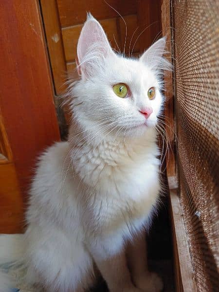 Persian Cat Female 6