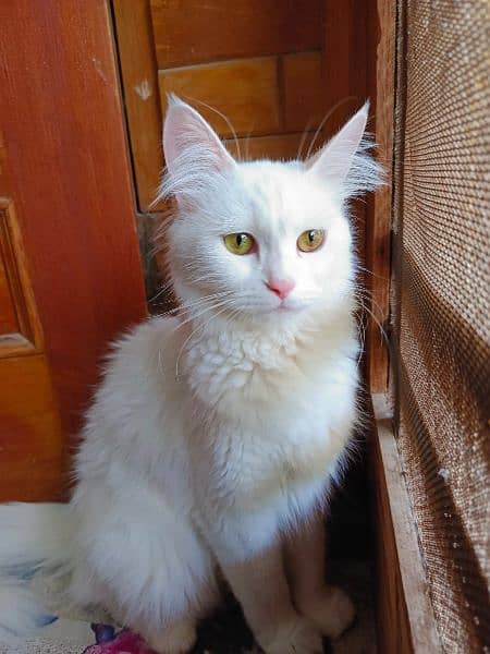 Persian Cat Female 7