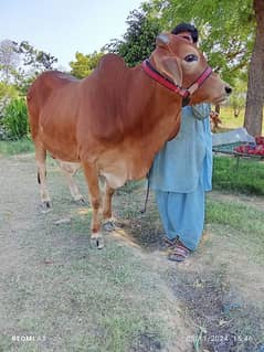 Best Qurbani Bulls | Cow | Bachia | Janwar | sahiwal cow | Desi cow 0