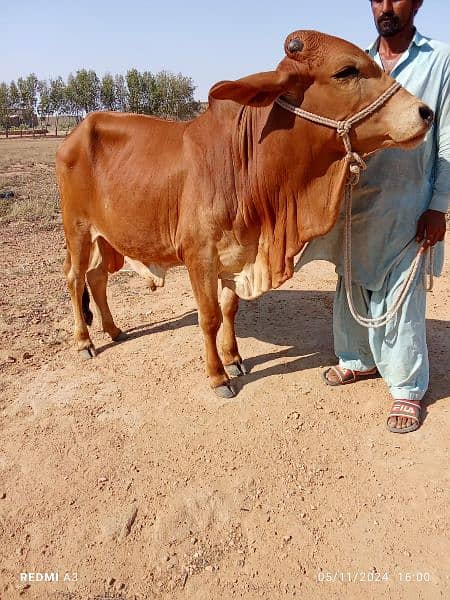 Best Qurbani Bulls | Cow | Bachia | Janwar | sahiwal cow | Desi cow 8