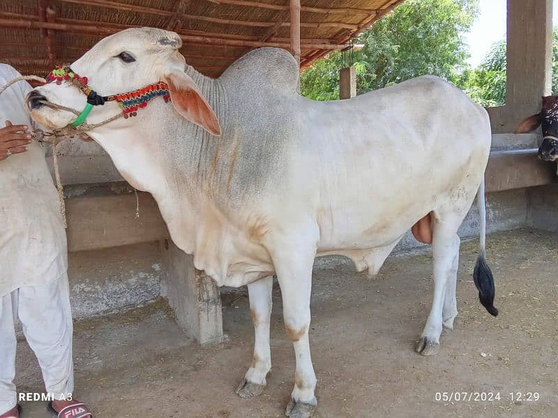 Best Qurbani Bulls | Cow | Bachia | Janwar | sahiwal cow | Desi cow 2