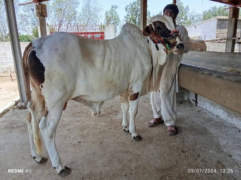 Best Qurbani Bulls | Cow | Bachia | Janwar | sahiwal cow | Desi cow 3