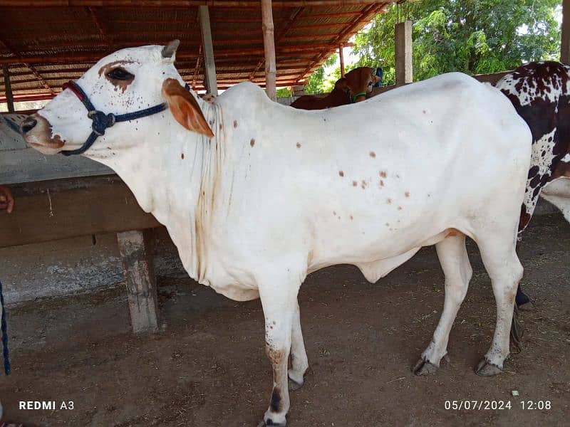 Best Qurbani Bulls | Cow | Bachia | Janwar | sahiwal cow | Desi cow 10