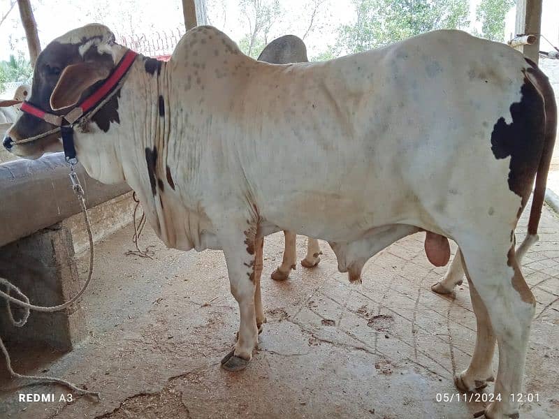 Best Qurbani Bulls | Cow | Bachia | Janwar | sahiwal cow | Desi cow 4