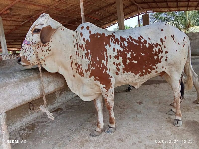 Best Qurbani Bulls | Cow | Bachia | Janwar | sahiwal cow | Desi cow 7