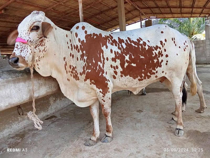 Best Qurbani Bulls | Cow | Bachia | Janwar | sahiwal cow | Desi cow 8