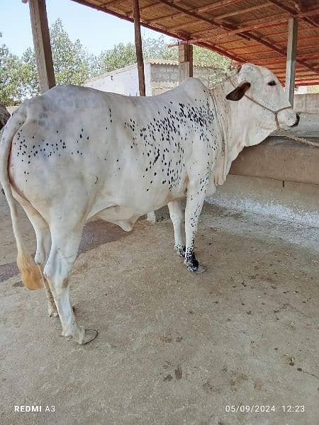 Best Qurbani Bulls | Cow | Bachia | Janwar | sahiwal cow | Desi cow 13