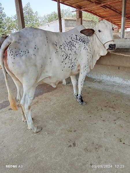 Best Qurbani Bulls | Cow | Bachia | Janwar | sahiwal cow | Desi cow 10