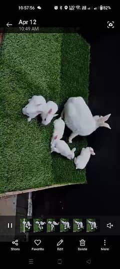 Rabbit Breader Pair with 1 baby