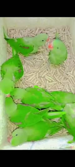 Sale for limited time. Raw parrots and many more. .