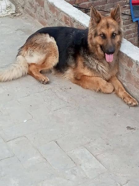German shepherd dog for sale 1
