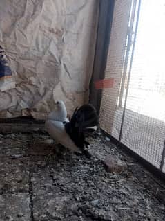 2 black tail pair for sale in Faisalabad cargo available
