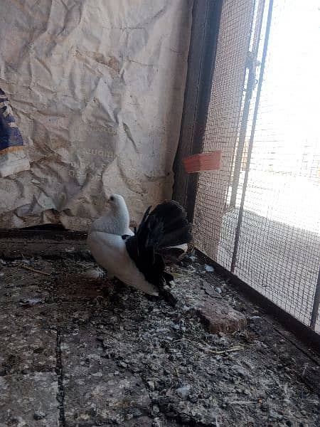 2 black tail pair for sale in Faisalabad cargo available 0