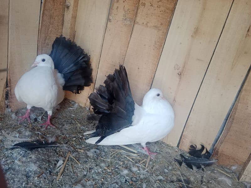 2 black tail pair for sale in Faisalabad cargo available 3