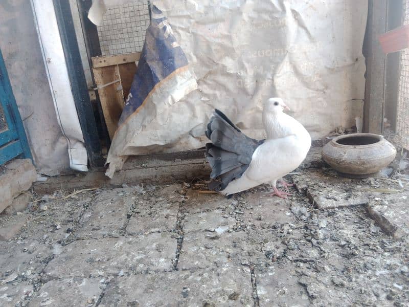 2 black tail pair for sale in Faisalabad cargo available 4