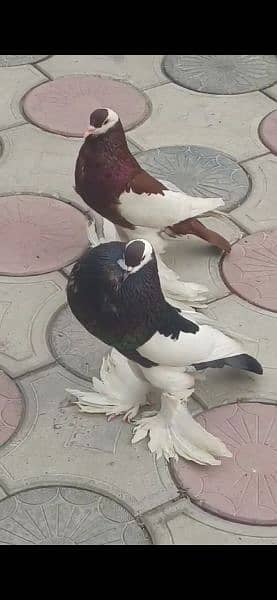 all pigeon for sale 0