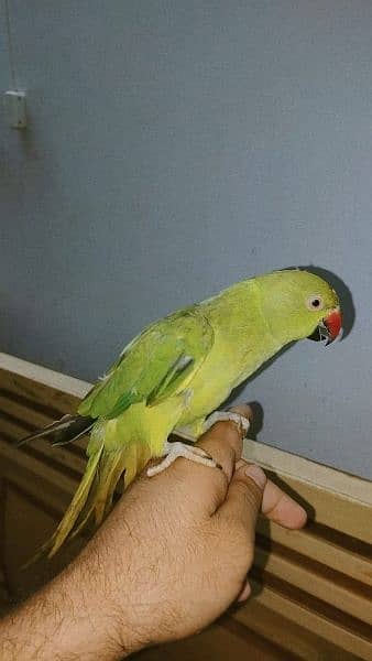 selling handtamed parrot 0.3. 0.2. 0.2. 7.1. 0.0. 8 1