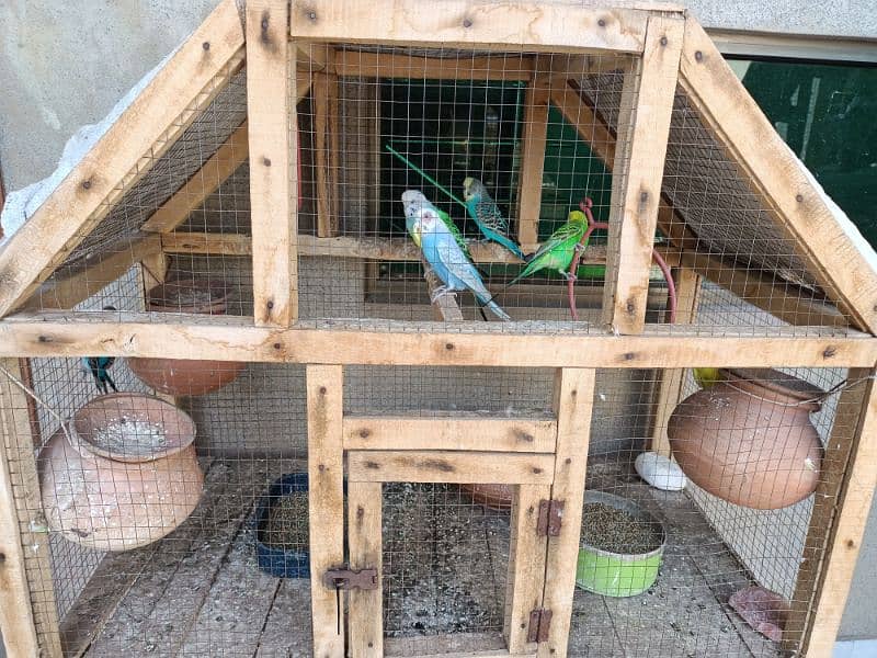 Wood Cage with 4 pairs Australian parrots 1