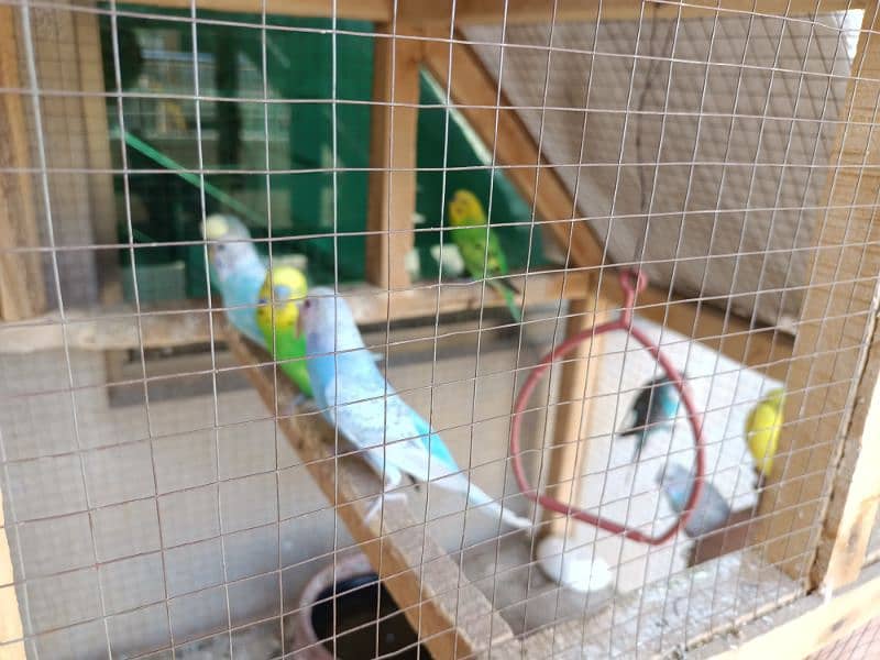Wood Cage with 4 pairs Australian parrots 2