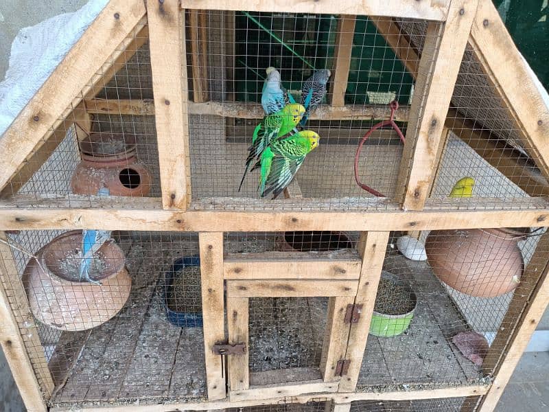 Wood Cage with 4 pairs Australian parrots 4