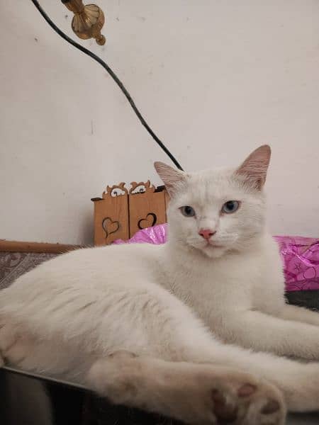 Persian Male Cat 1