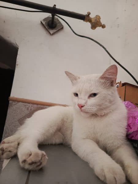 Persian Male Cat 3