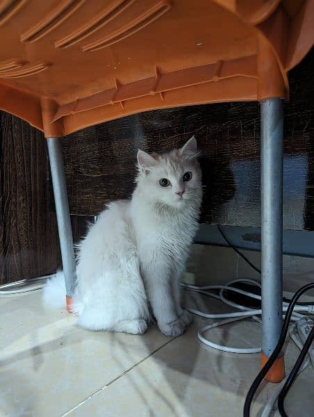 Persian cat for sale with all cat accessories or without 2