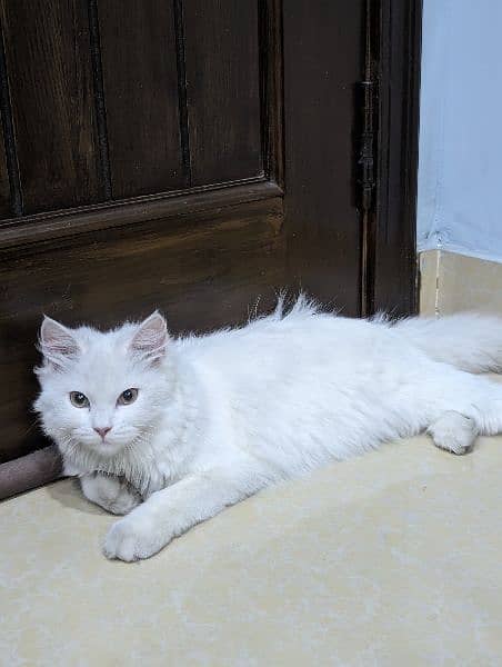 Persian cat for sale with all cat accessories or without 3