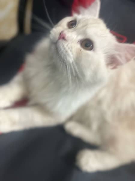 6month , train , persian breed 1