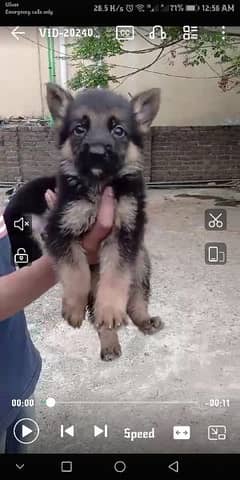German Shepherd stock Coat male puppy for sale 0