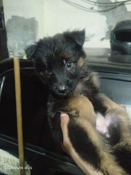 German Shepherd stock Coat male puppy for sale 1