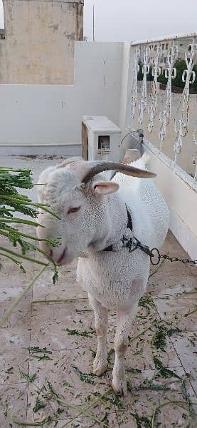 Goat For Sale 0