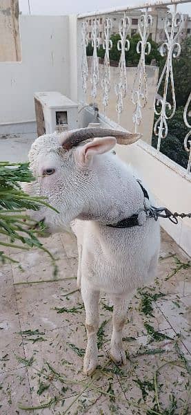 Goat For Sale 1