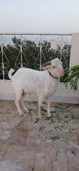 Goat For Sale 2