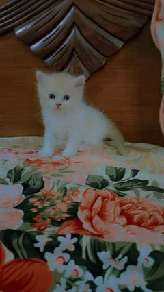 pershion Tripple cooted Punch face kittens for sale
