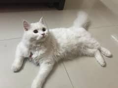 snow white cat Male 0
