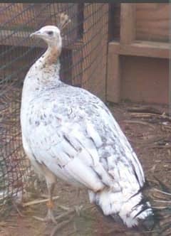 peacock breeder female for sale