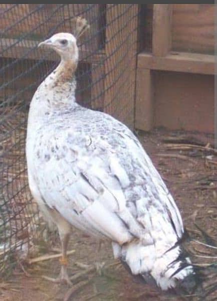 peacock breeder female for sale 0