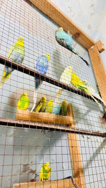 budgies colony for sale 5