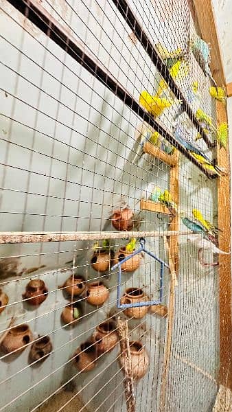 budgies colony for sale 7