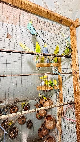 budgies colony for sale 8