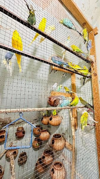 budgies colony for sale 9