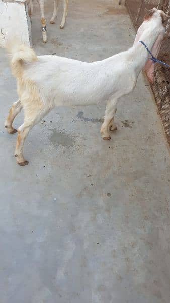 Goat for sale 3