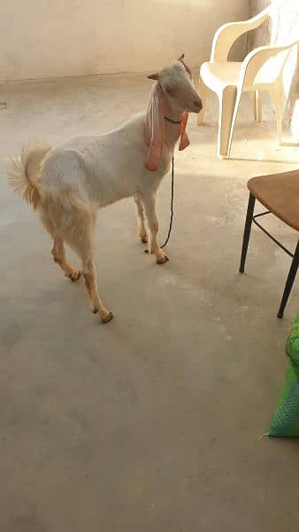 Goat for sale 4