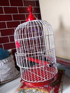 pahari  or  grey parrot  ka cage