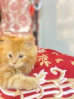 brown Persian male kitten