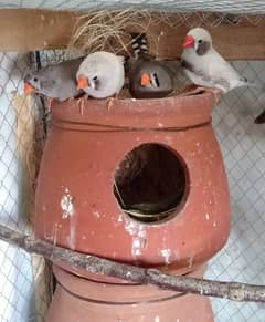 ZEBRA FINCH AND BANGLESE FINCH AND FISHER