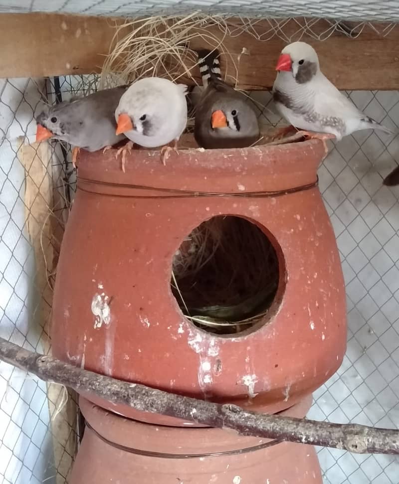 ZEBRA FINCH AND BANGLESE FINCH AND FISHER 0